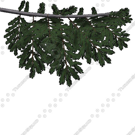 Alpha Channel Pine Tree Branch
